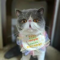 くりっとした目がかわいい小雪ちゃん