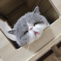 いつもだいたいこの表情