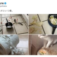 家が散らかっても、家具が壊れても愛おしい 「猫と暮らすということ」に共感の声