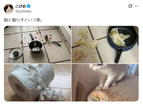 家が散らかっても、家具が壊れても愛おしい 「猫と暮らすということ」に共感の声