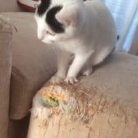 4枚目に写る猫の名前はマロくん