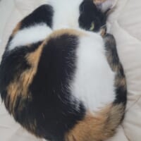 三毛柄の向こうからカメラをぎょろり!お昼寝する猫の“怖かわいい”1枚が話題