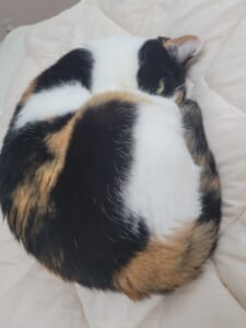 三毛柄の向こうからカメラをぎょろり!お昼寝する猫の“怖かわいい”1枚が話題