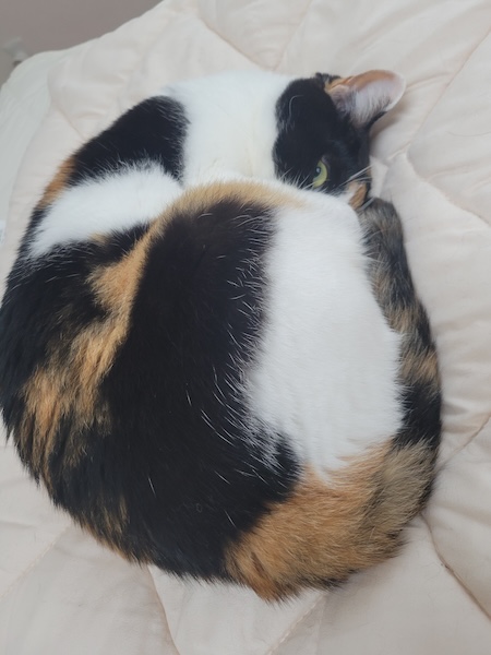 三毛柄の向こうからカメラをぎょろり!お昼寝する猫の“怖かわいい”1枚が話題