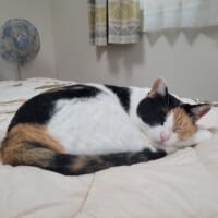 普段の神楽ちゃん