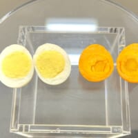 左が溶液につける前、右が溶液につけた後