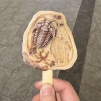 三葉虫アイス