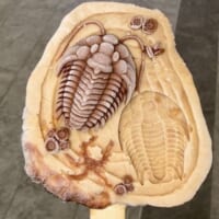 味はカフェラテっぽい