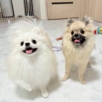 成長したメトちゃんとてちちゃん