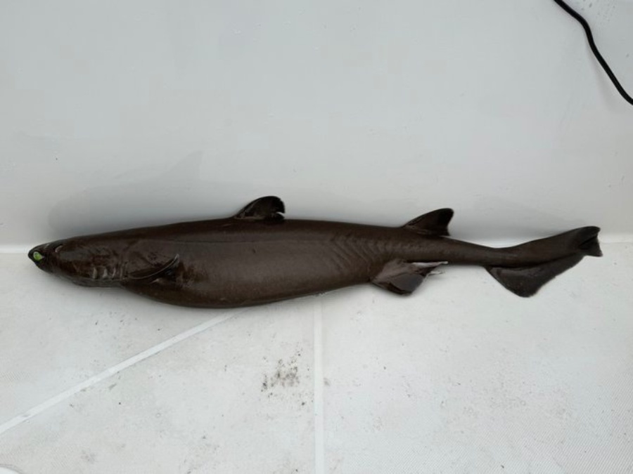 釣り上げられたヨロイザメは、全長120.5センチ、重量9.85キロ