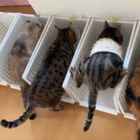 「一体全体どうした」アクロバティックすぎる猫の食事風景に爆笑