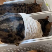 謎のポーズに飼い主さん自身も困惑