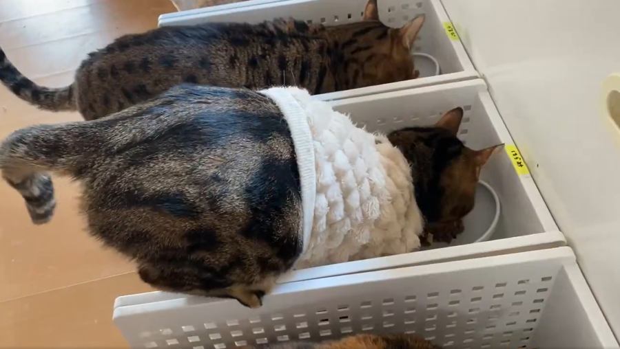 謎のポーズに飼い主さん自身も困惑