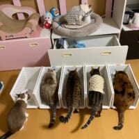 次のご飯の時はいつも通り