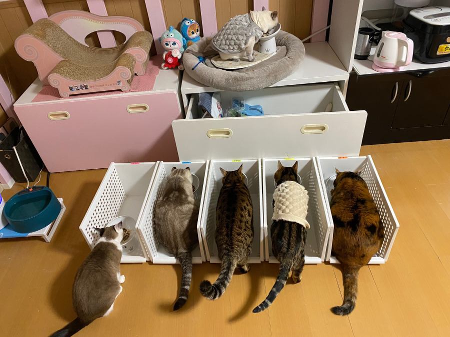 次のご飯の時はいつも通り