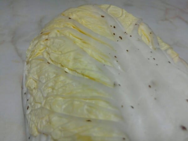 白菜の黒い斑点はポリフェノールだった　農林水産省が「捨てないで」と呼びかけ