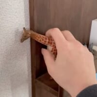 キリンのフィギュアをいじると……