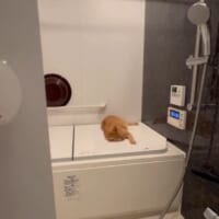 浴槽の扉を開けると……そこにいたのは猫でした