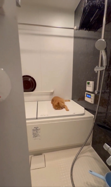 浴槽の扉を開けると……そこにいたのは猫でした