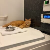 こいもちゃんにとって完全なる「聖域」