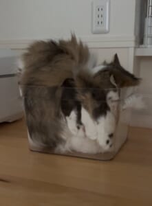 どこがどうなってる？　透明な箱に「複雑すぎる入り方」をする猫ちゃん