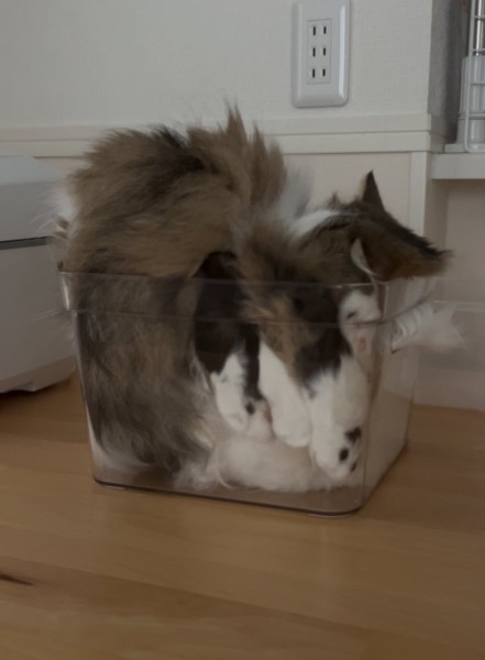 どこがどうなってる？　透明な箱に「複雑すぎる入り方」をする猫ちゃん