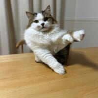 日々、透明な箱の中で自由な形に変化するこむぎちゃん