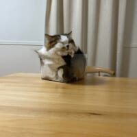 以前から小さな箱にスルリと入る様子を披露しているこむぎちゃん
