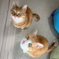 茶白猫「クウ」ちゃんと茶トラ猫「カイ」ちゃん