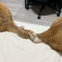 固い絆はしっぽで結ぶ？猫ちゃん2匹による「しっぽクルクル」が尊い