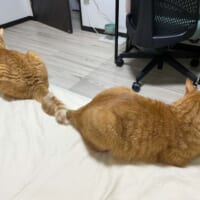 猫ちゃん2匹による「しっぽクルクル」