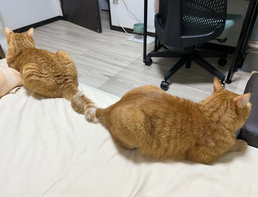 猫ちゃん2匹による「しっぽクルクル」