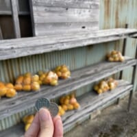 いたるところに無人販売所がある