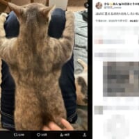 ムキムキな背中