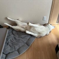 犬生初の床暖房に出会ったハスキー　喜びを全身で表現
