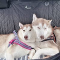 ナイトくんとアイリスちゃん