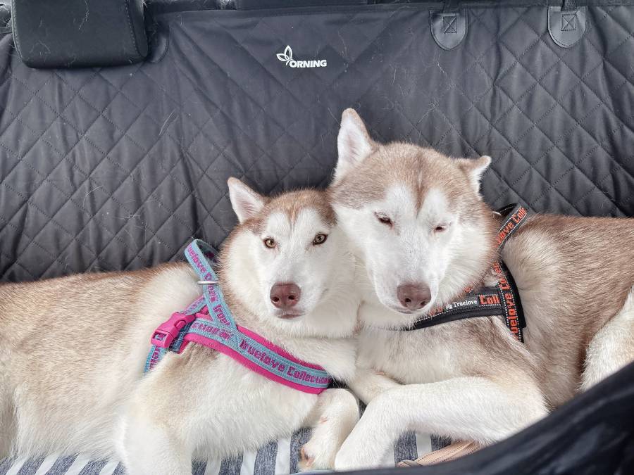 ナイトくんとアイリスちゃん