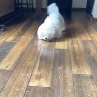 奥からやってくるせとくん