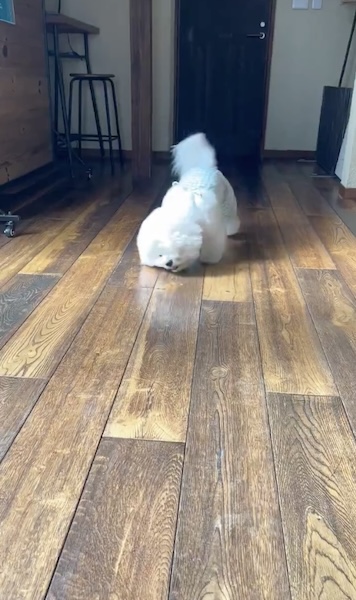 奥からやってくるせとくん