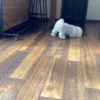 また床掃除を開始