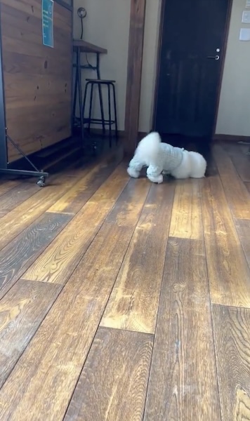 また床掃除を開始