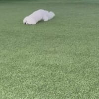 外では芝刈り機に