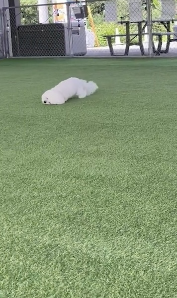 外では芝刈り機に