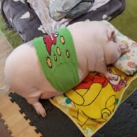 腹巻きを巻いてごろん、マイクロブタの“天使の寝姿”がXで1.9万いいね「愛くるしい」