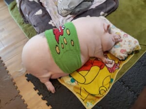 腹巻きを巻いてごろん、マイクロブタの“天使の寝姿”がXで1.9万いいね「愛くるしい」