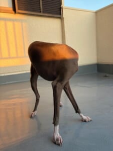 最新の犬型ロボット!?頭が隠れたワンちゃん、思わず二度見