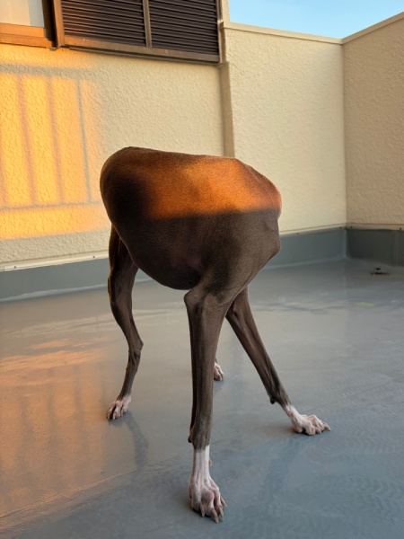 最新の犬型ロボット!?頭が隠れたワンちゃん、思わず二度見