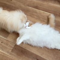 「犬も猫吸いをする」ほっこり瞬間 仲良しコンビの日常写真が注目