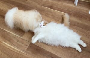 「犬も猫吸いをする」ほっこり瞬間　仲良しコンビの日常写真が注目