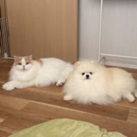 まるで本当の兄弟のようなレモンくんとポテチくん